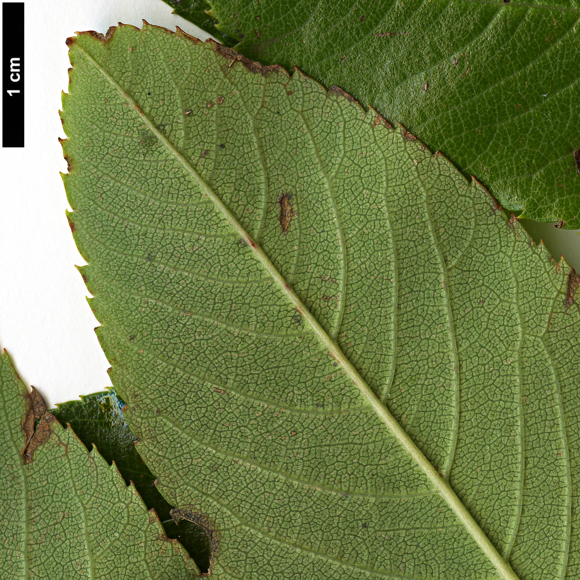High resolution image: Family: Rosaceae - Genus: Sorbus - Taxon: splendens